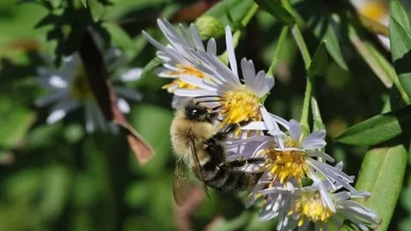 Sowing Bee with Fairfield Pollinator Pathway