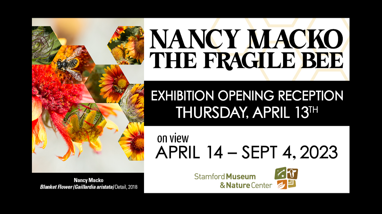 “Nancy Macko: The Fragile Bee” Exhibition Opening Reception